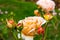 pale apricot colored roses with small bugs on stems