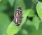 Pale-banded crescent on a leaf