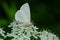 Pale Beauty Moth - Campaea perlata