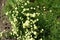 Pale beige flowerheads of Santolina virens in mid June