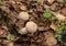 Pale beige Lycoperdon fungi among brown leaves