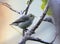 Pale billed flowerpecker