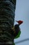 Pale billed woodpecker