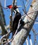 Pale Billed Woodpecker (Campephilus Guatemalensis)