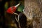 Pale-billed woodpecker - Campephilus guatemalensis is a very large woodpecker that is a resident breeding bird from northern