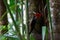 Pale-billed woodpecker sitting on a tree in Costa Rica