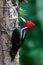 Pale-billed woodpecker sitting on a tree in Costa Rica