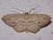 a pale with black dots Geometer moth (family Geometridae)