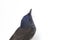 Pale Blue Blue-flycatcher Cyornis unicolor
