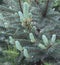 Pale Blue Blue Spruce Buds