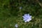 Pale blue chicory flower with copy space