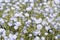 Pale blue flowers of blooming flax up close