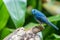 Pale Blue Flycatcher-blue bird
