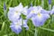 Pale blue Japanese iris