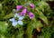 Pale blue nigella - love-in-a-mist - flower