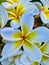 Pale Blue Tint Frangipani Flowers