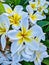 Pale Blue Tint Frangipani Flowers