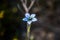 Pale Blue wild flower West Australia