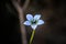 Pale blue wild flower West Australia