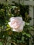 Pale Blush Rose Against White Trellis