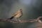 Pale-breasted thrush, Turdus leucomelas