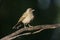 Pale-breasted thrush, Turdus leucomelas