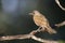 Pale-breasted thrush, Turdus leucomelas