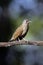 Pale-breasted thrush, Turdus leucomelas