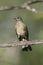 Pale-breasted thrush, Turdus leucomelas