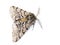 Pale brindled beauty moth