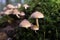 Pale brittlestem on moss-covered deadwood