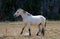 Pale Buckskin Apricot Dun wild horse stallion in the Pryor Mountains wild horse range in Montana USA