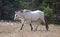 Pale Buckskin Apricot Dun wild horse stallion in the Pryor Mountains wild horse range in Montana USA