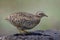 Pale camouflage brown bird squating and alerting to invade enemy under strong sun in mid day, yellow-legged buttonquail