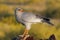 Pale Chanting Goshawk