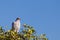 Pale Chanting Goshawk. Africa. Namibia.