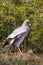 Pale chanting goshawk in attack mode