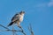Pale chanting goshawk bird in Etosha, Namibia Africa wildlife