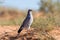 Pale Chanting Goshawk feeding on red sand dune among dry grass i