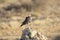 Pale Chanting Goshawk juvenile Melierax canorus Kgalagadi Transfrontier Park, Kalahari, Northern Cape, South Africa