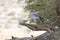 Pale Chanting Goshawk,  Melierax canorus, perched on branch, Kgalagadi Transfrontier Park