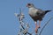 Pale chanting goshawk, Namibia