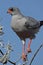 Pale chanting goshawk, Namibia