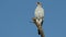 Pale Chanting goshawk perched on a branch