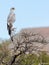 A Pale Chanting Goshawk perches in the Karoo National Park near Beaufort West in South Africa.