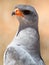 Pale chanting goshawk portrait