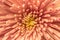 Pale chrysanthemum