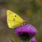 Pale Clouded Yellow