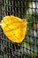 Pale Clouded Yellow Butterfly (Colias hyale, Goldene Acht) sitting backlit on a chain link fence