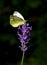 Pale clouded yellow butterfly on lavender blossom